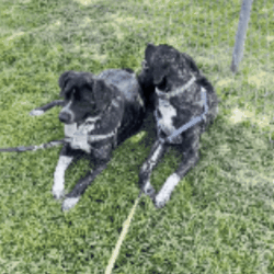 Two large dogs, named Oak and Willow, are lying on a grassy lawn. Both dogs have a brindle coat with white patches on their chests and paws. They appear to be mix breeds of Spanish Mastiff and Italian/Turkish Sheepdog. Oak and Willow are facing slightly different directions but are close together, with their leashes on the ground in front of them.