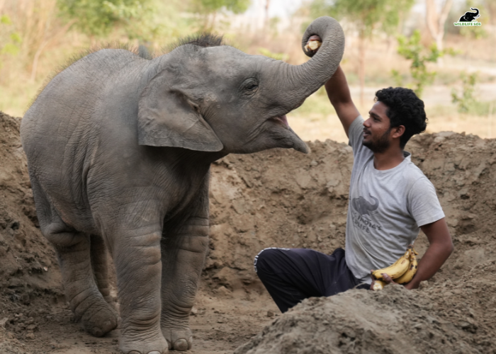 Baby Bani loves Bananas