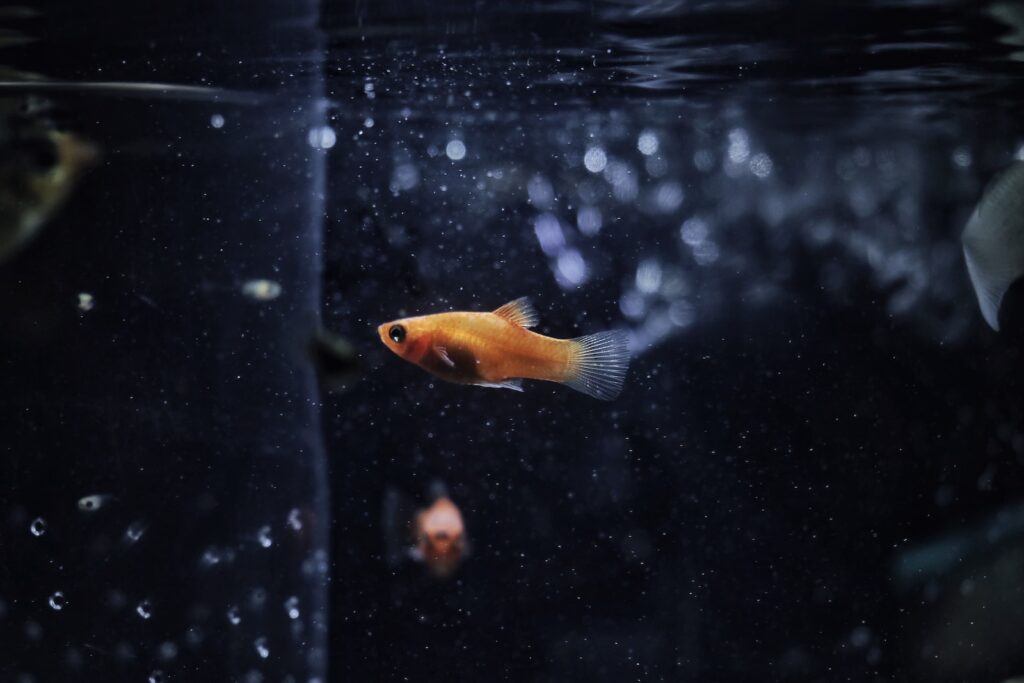 orange guppy fish