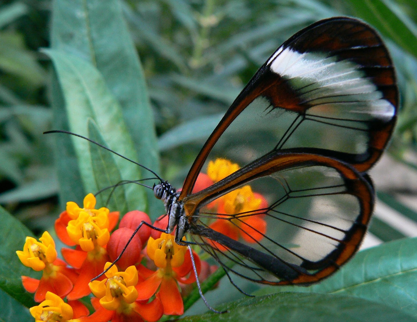 See through Butterfly DP for Instagram
