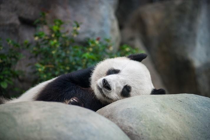 生活-生態保育-海洋公園-珍稀動物-中華篇