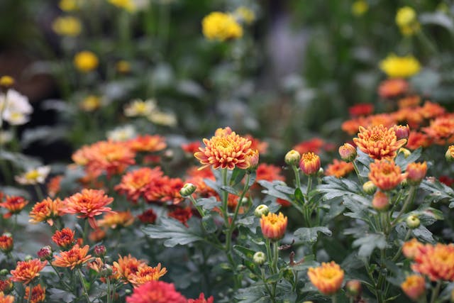 Orange flowers.