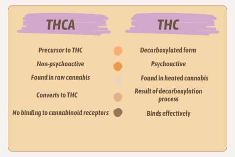 THCa vs thc