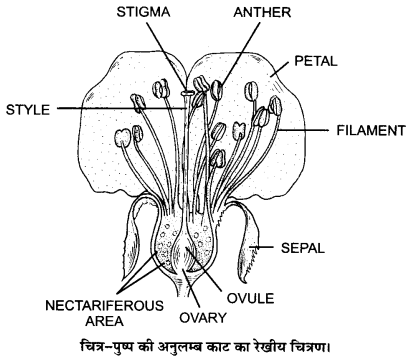 UP Board Solutions for Class 12 Biology Chapter 2 Sexual Reproduction in Flowering Plants Q.1