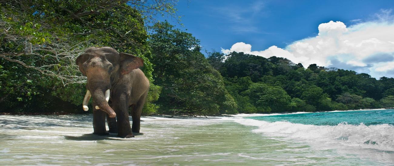 The Andaman Islands Travel Guide | What to do in The Andaman Islands | Rough Guides