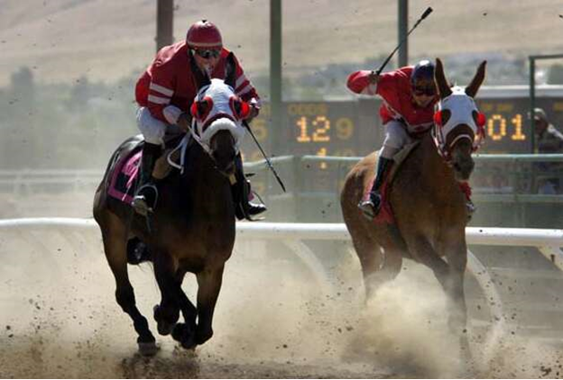 Mule racing. Source: westfalen-swit.ru