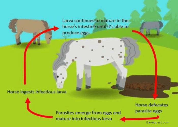 How Do Horses Get Internal Parasites?