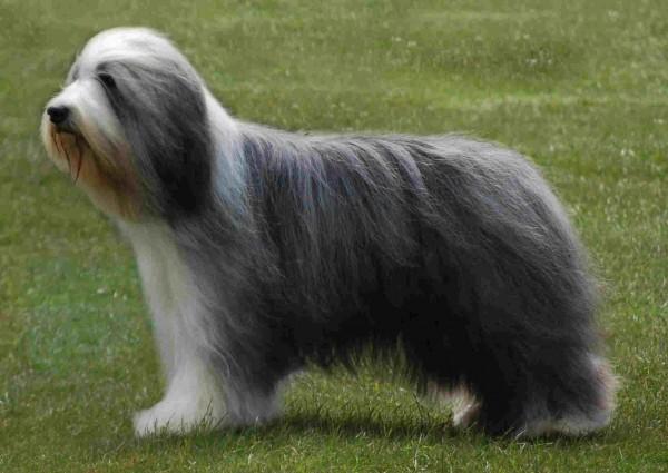 Most expensive dogs, Bearded Collie
