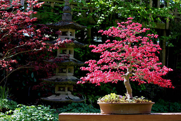 Japanese Maple Bonsai Tree 