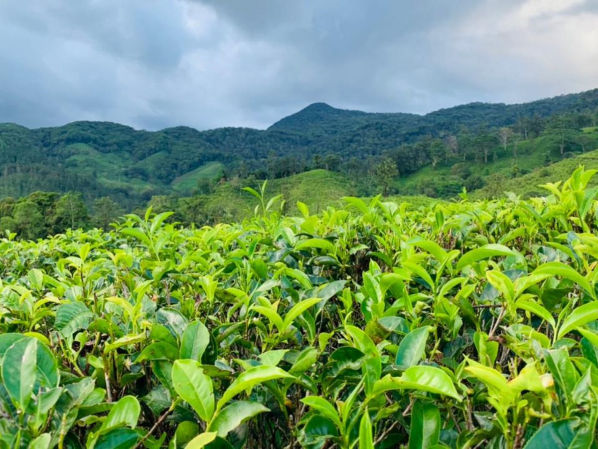 ooty tea estate tour