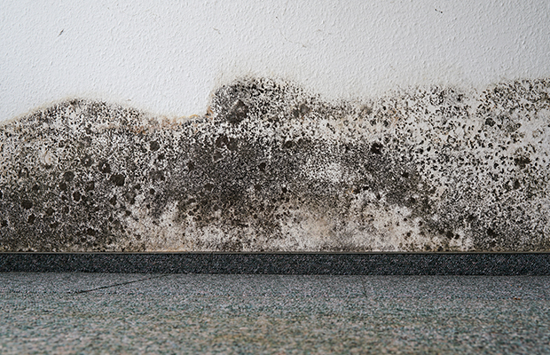 what does mold look like on walls