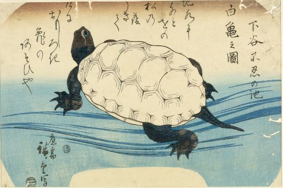 japanese turtle painting - OFF-52% > Shipping free