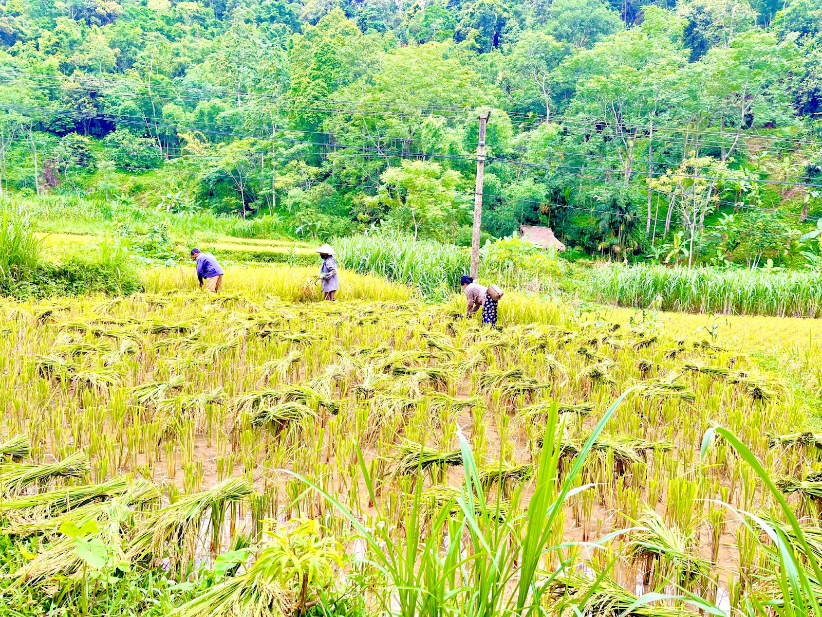 Farmers harvest rice in Pu Luong