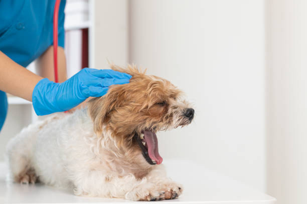 Your dog coughing after a scorpion sting can be terrifying. At Green Machine, we understand the urgent need to protect your pets from these pests.