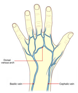 Dorsal metacarpal veins