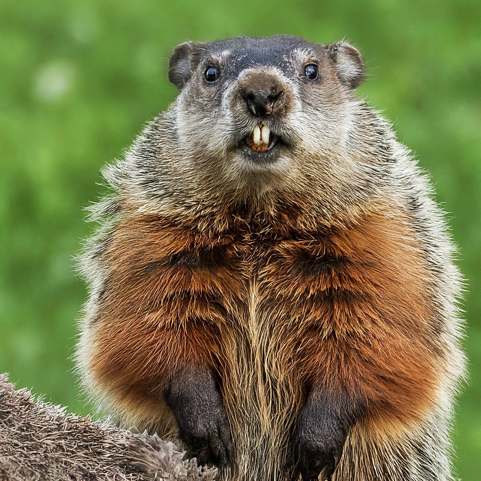 groundhog standing