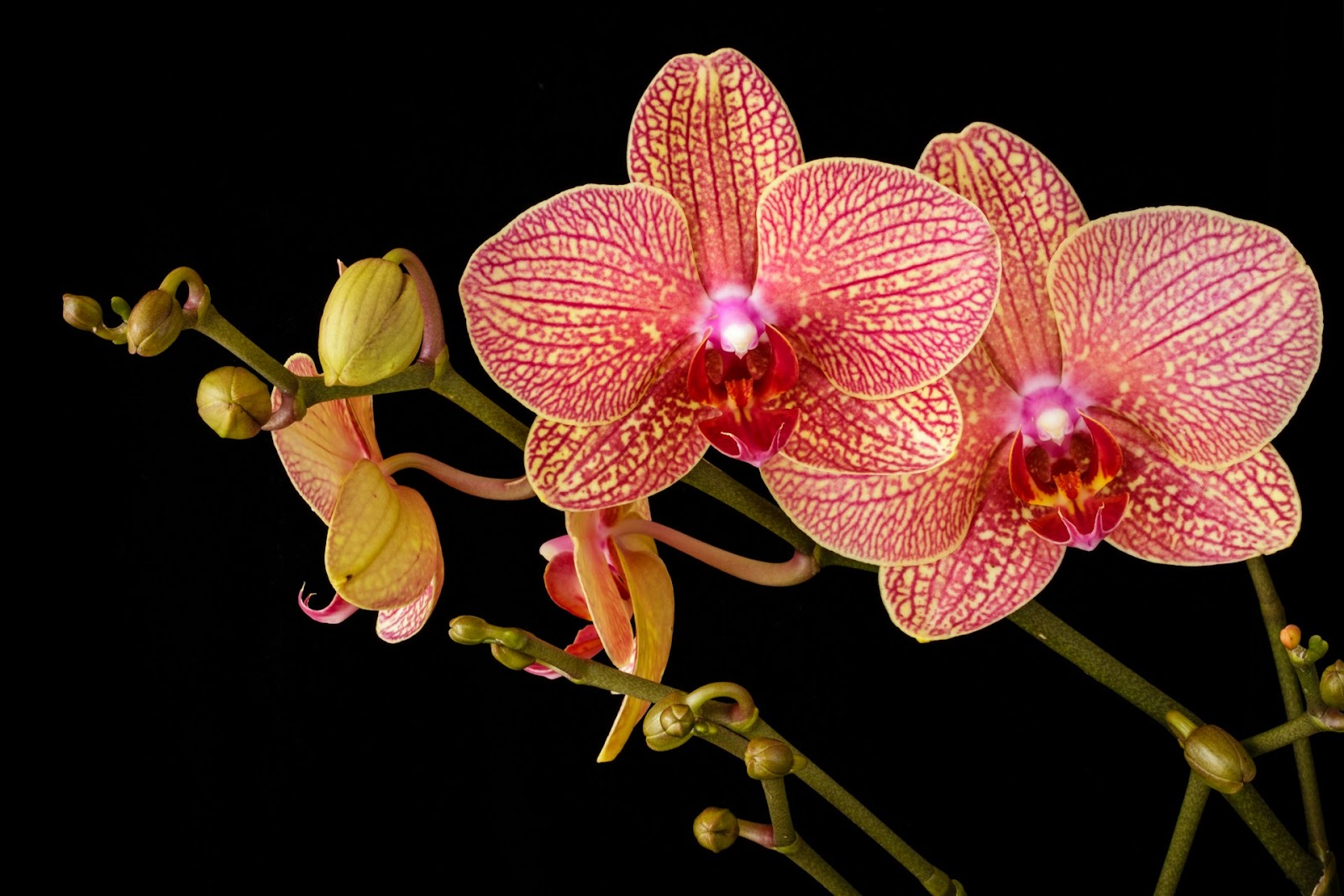 Yellow Leaves On Vanda Orchid