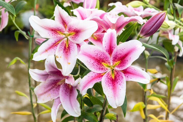 flores