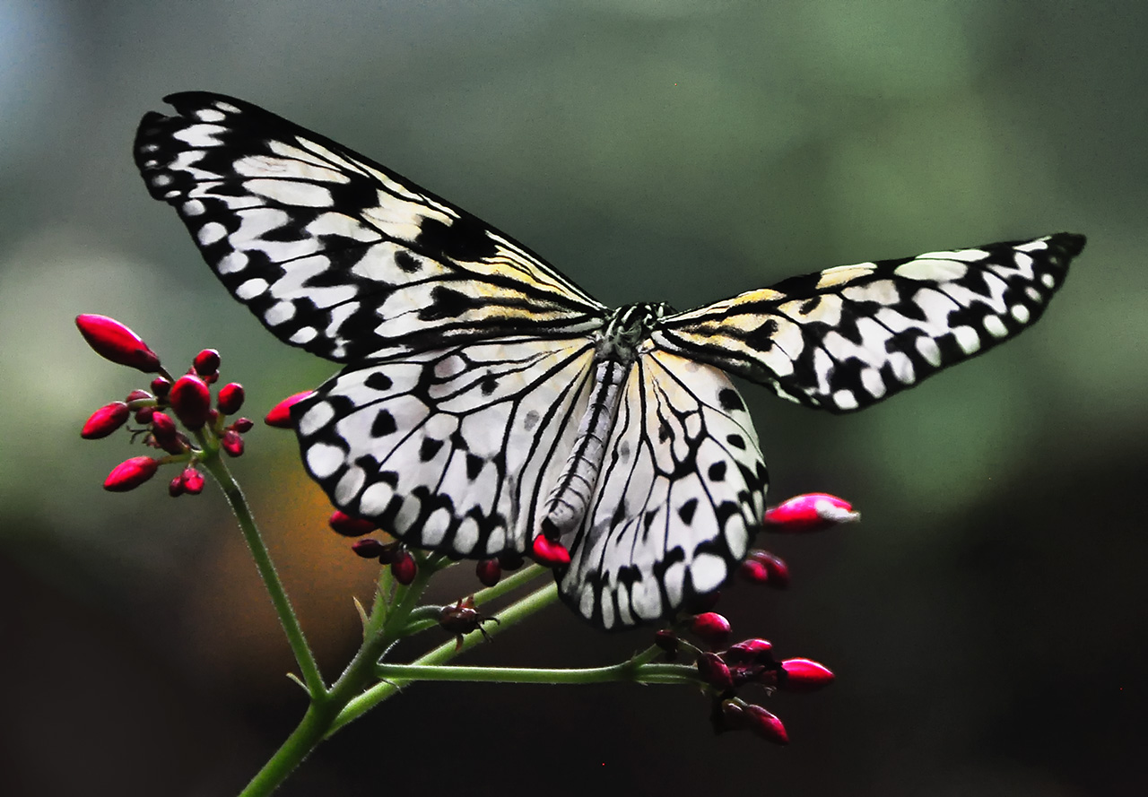 Black and white Butterfly DP for Instagram
