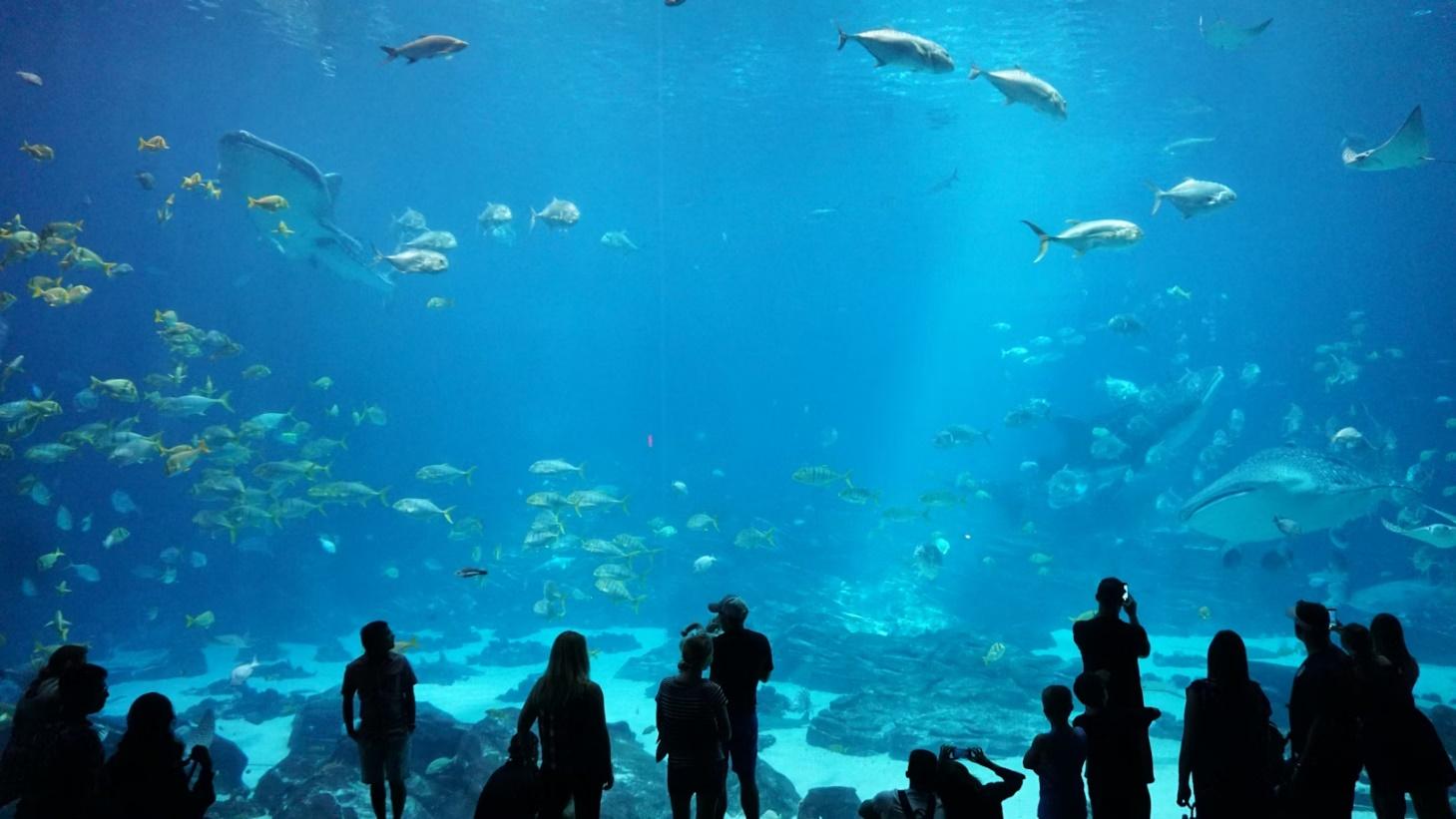 The picture shows an aquarium in Atlanta, a fun thing to do in Atlanta with kids.