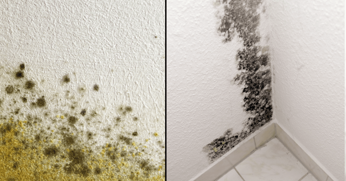 bathroom mold