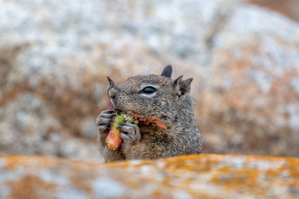 Discover how to get rid of pocket gophers with expert help from Green Machine Pest Control. 