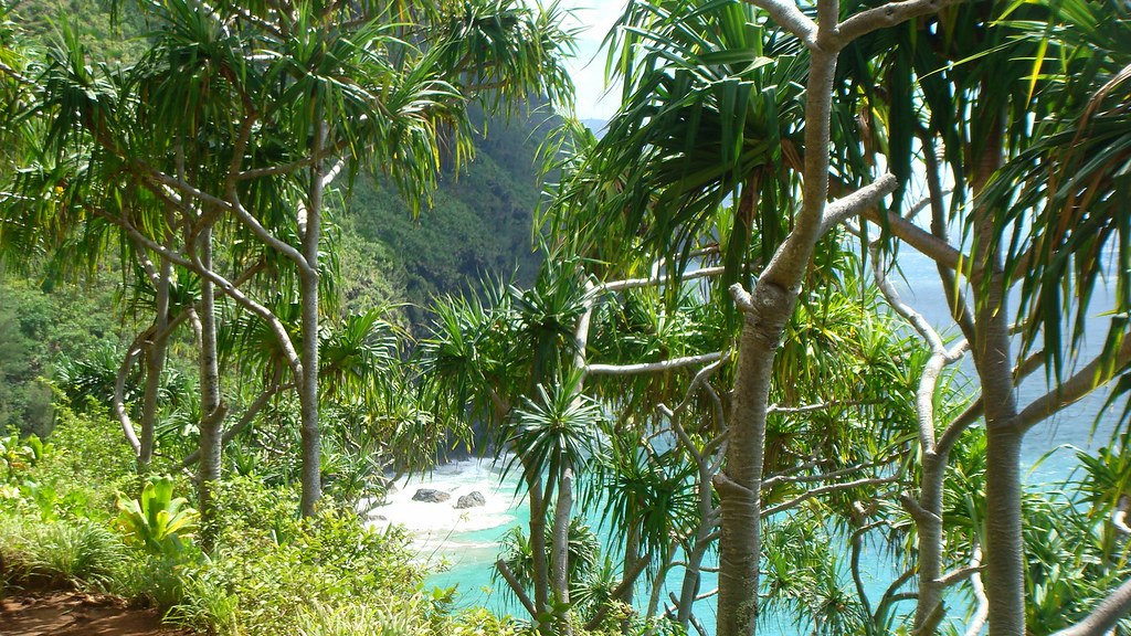 Tall tress near beach with clear water
