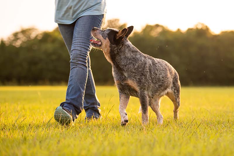 Australian Cattle Dog Blue Heeler caminando con su dueño