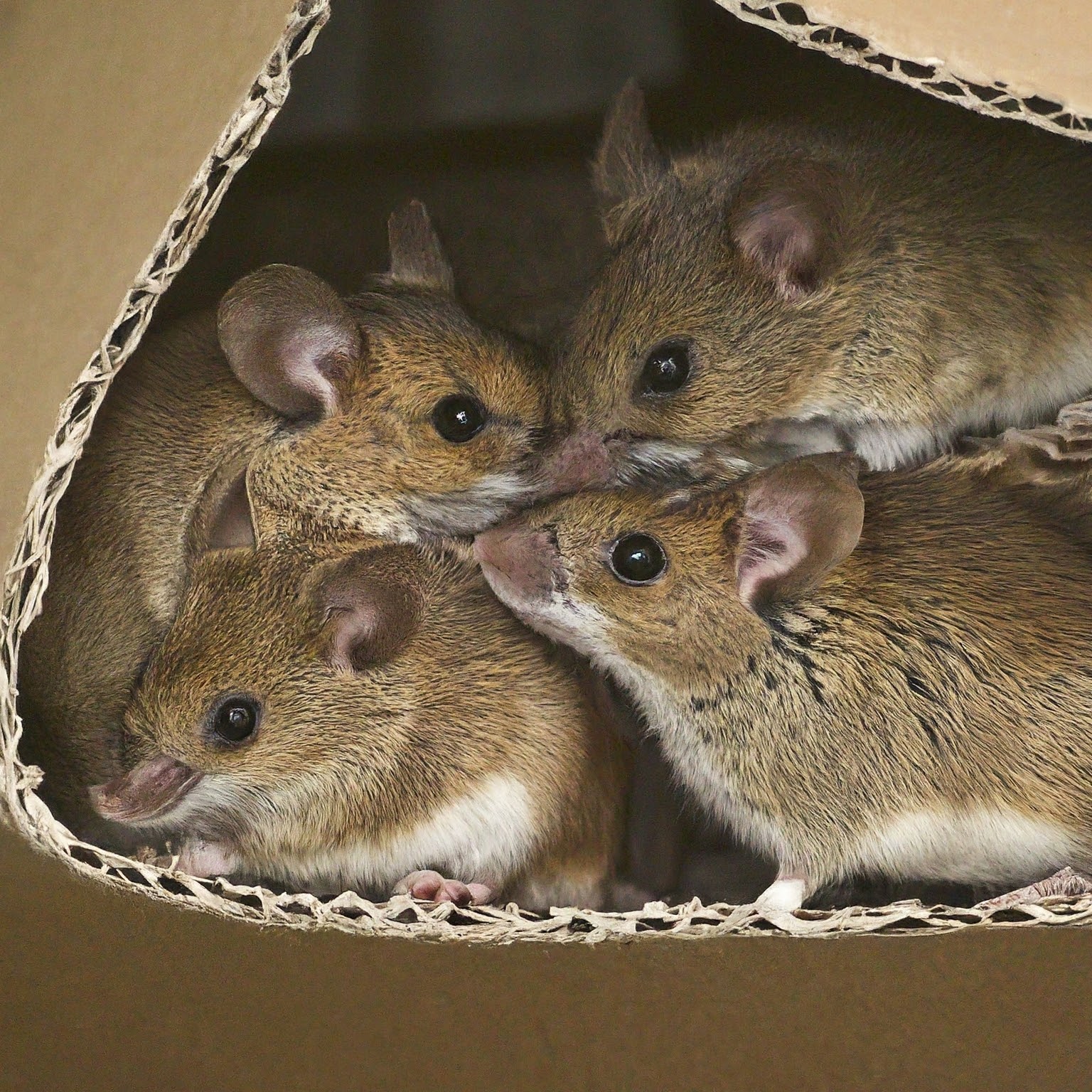 Family of mighty mice hiding in a box. 