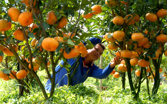 thuốc xử lý ra hoa cây có múi