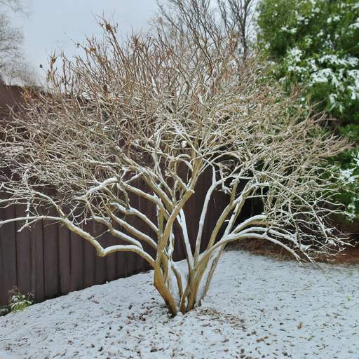 Beyond the Bloom: Ensuring Your White Lilac Thrives for Years to Come