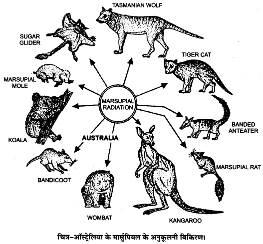 UP Board Solutions for Class 12 Biology Chapter 7 Evolution Q.8