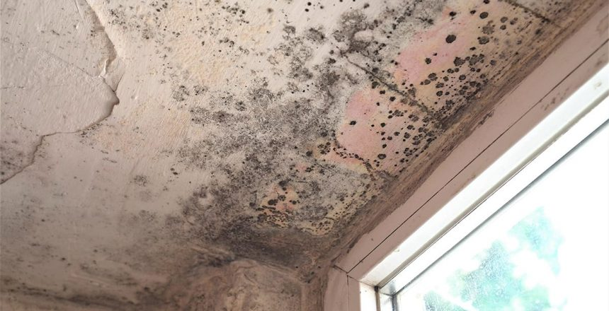 how long does it take for mold to grow