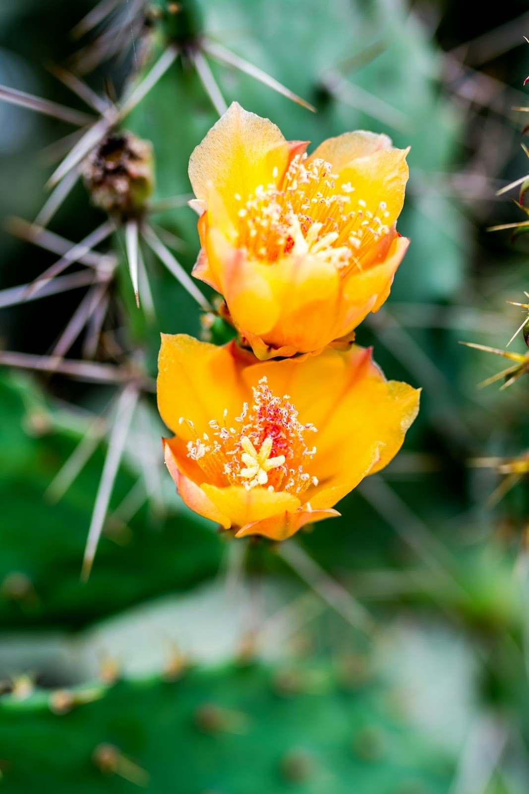 Blooming flowers in a desert