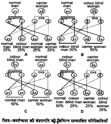 UP Board Solutions for Class 12 Biology Chapter 5 Principles of Inheritance and Variation 4Q.3.1