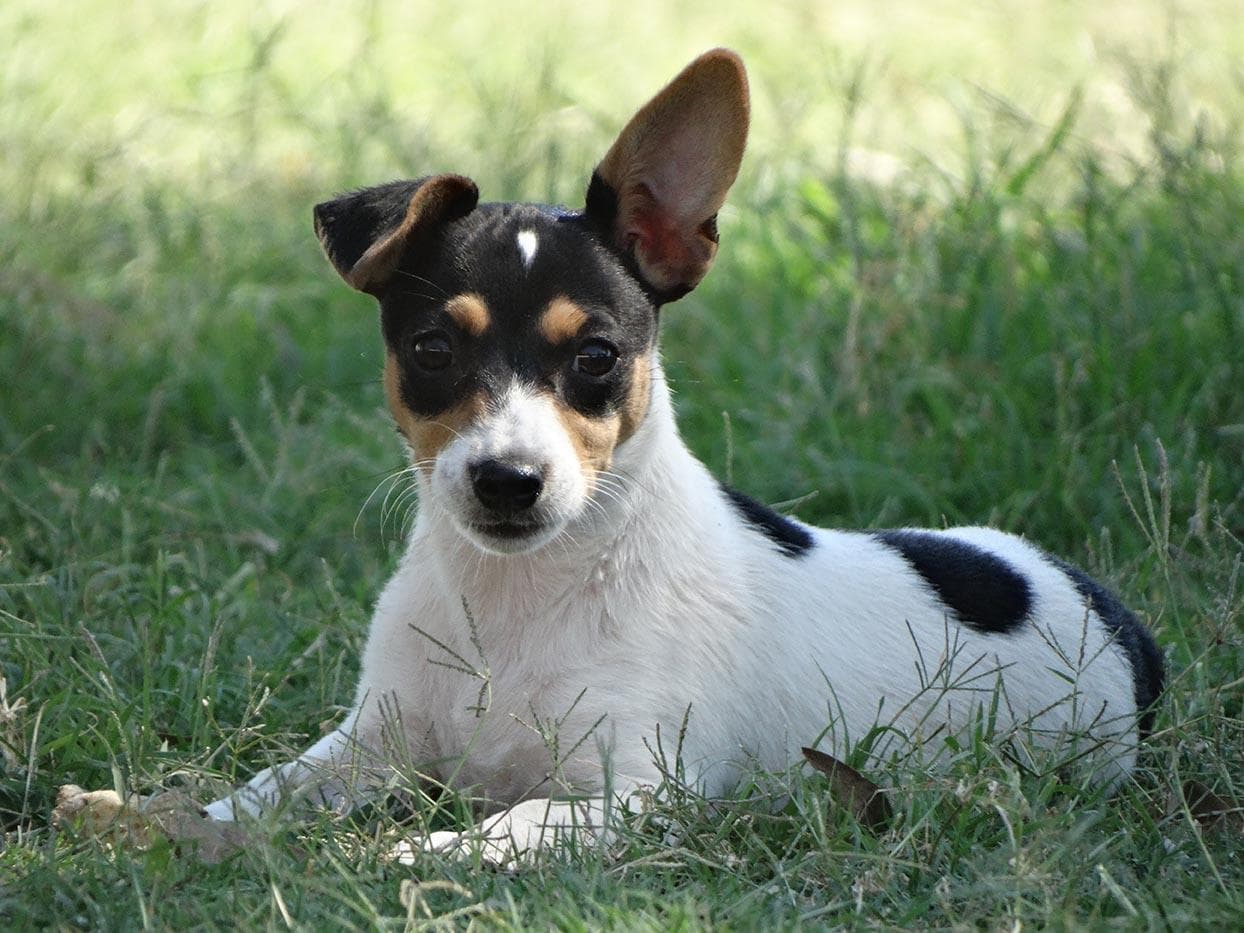 Mini Fox Terrier