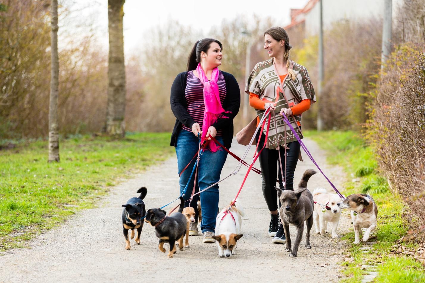 A group of women walking dogs on leashes

Description automatically generated