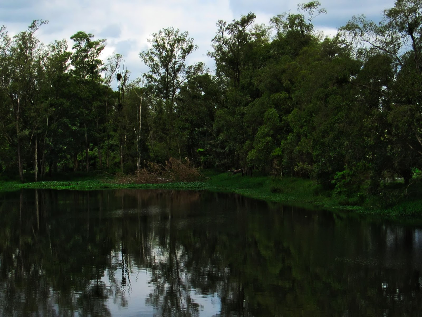 Lago com águas escuras refletindo o céu encoberto e as diferentes espécies de árvores ao seu redor.