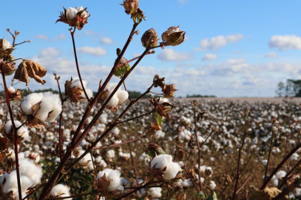 Baumwollblüten auf einem Baumwollfeld vor blauem Himmel