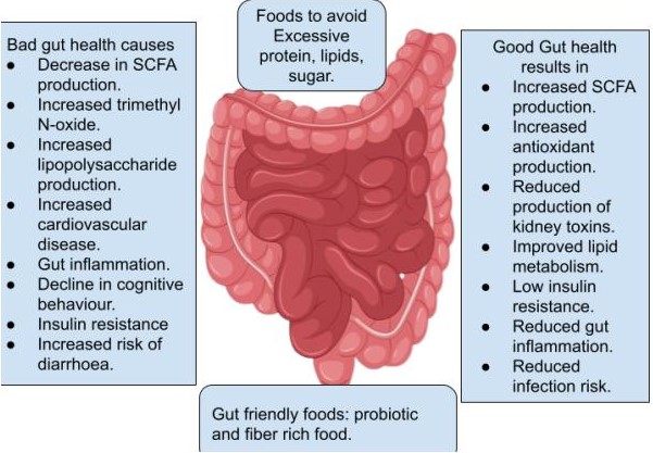 This image details the effect of bad and good gut health.