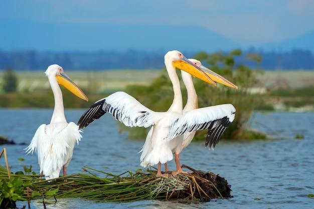 3. Delta Dunării – Paradisul biodiversității