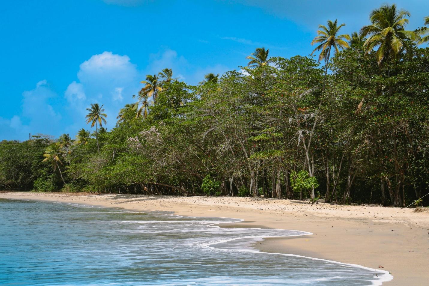 A beach with coconut trees