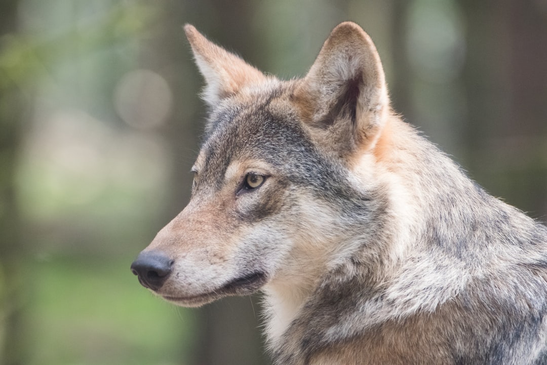 wolf fun facts
