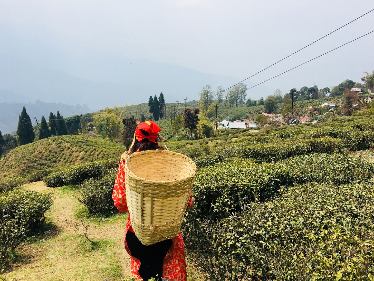 ooty tea estate tour