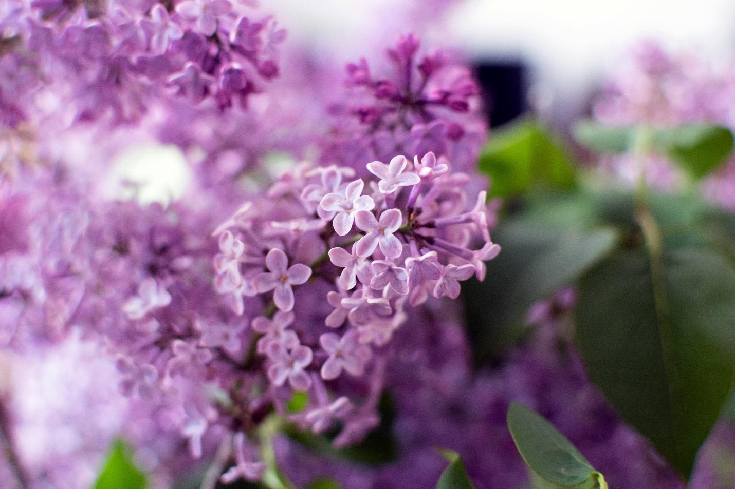 Close-up of a purple flower
Description automatically generated