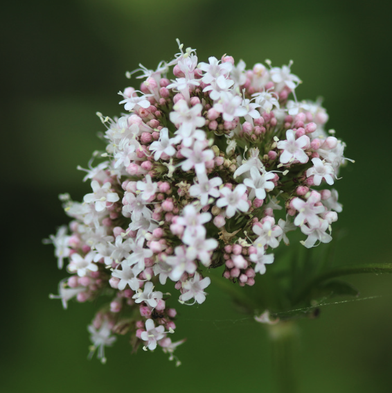 Valerian flower