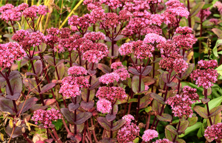 31 impressionantes plantas tolerantes à seca que você precisa para o seu jardim