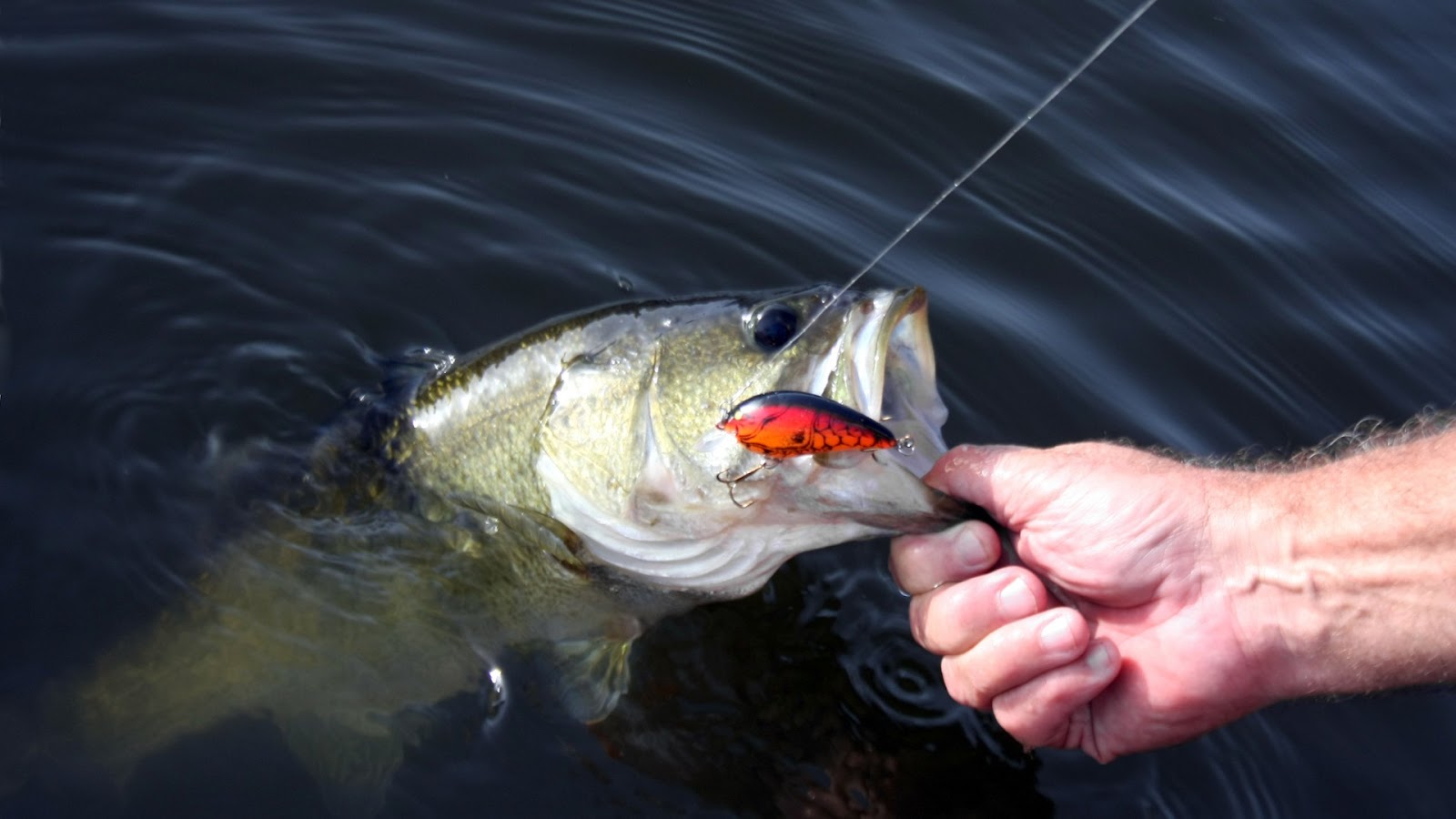 Entering Walleye fish tournaments