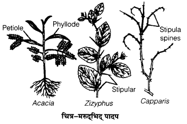 UP Board Solutions for Class 12 Biology Chapter 13 Organisms and Populations 2Q.2.1