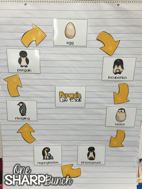 This post has so many integrated penguin activities, covering each content area, as well as penguin crafts to display the students’ learning! Grab the FREE penguin blubber experiment printable to use with your Kindergarten and primary students!